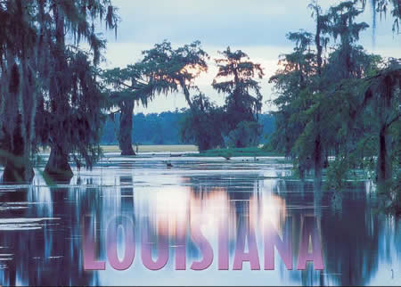 Louisiana Swamp